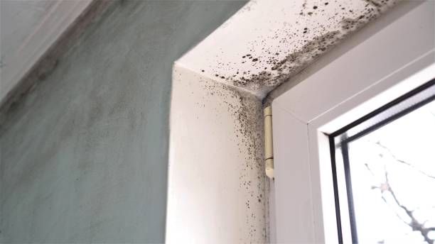 Crawl Space Mold Removal in Galena, IN