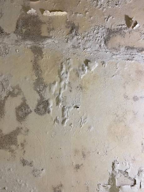 Best Toxic Mold Removal  in Galena, IN