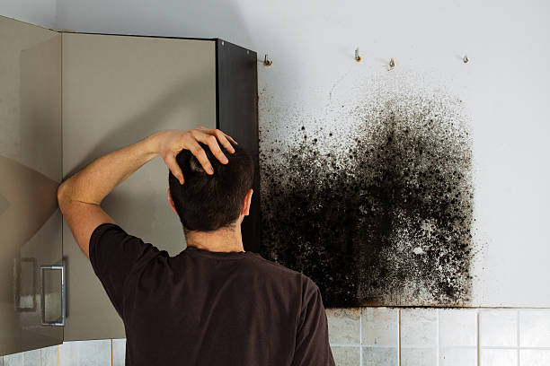 Attic Mold Removal in Galena, IN